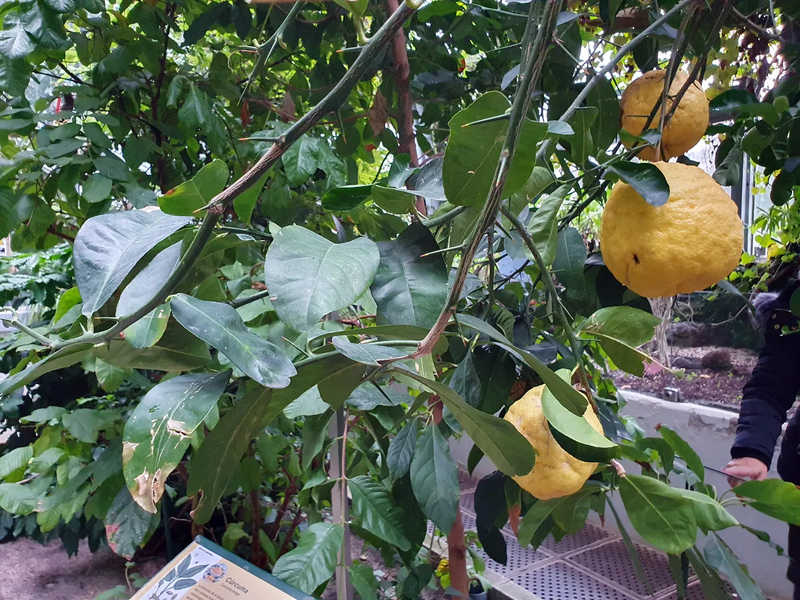 Real Jardin Botanico