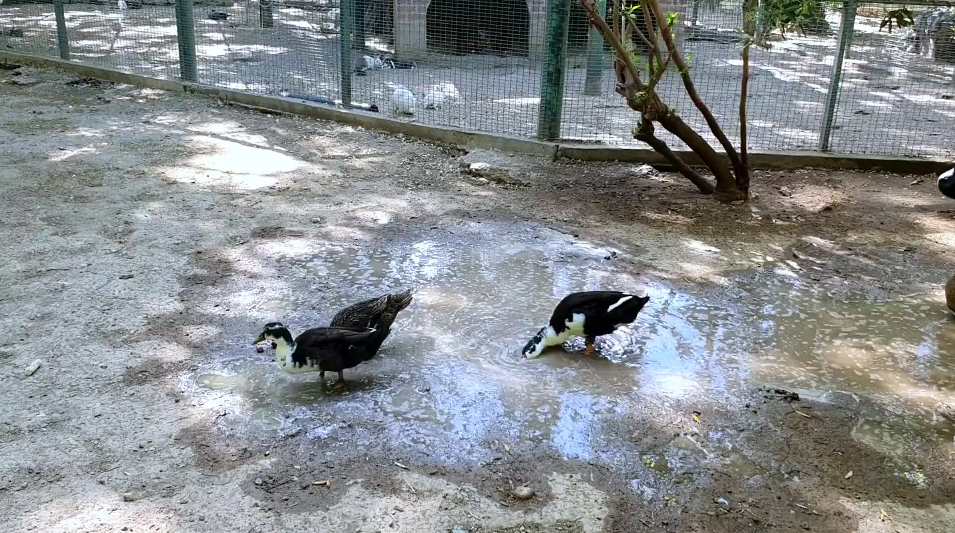 national-garden-3.mp4